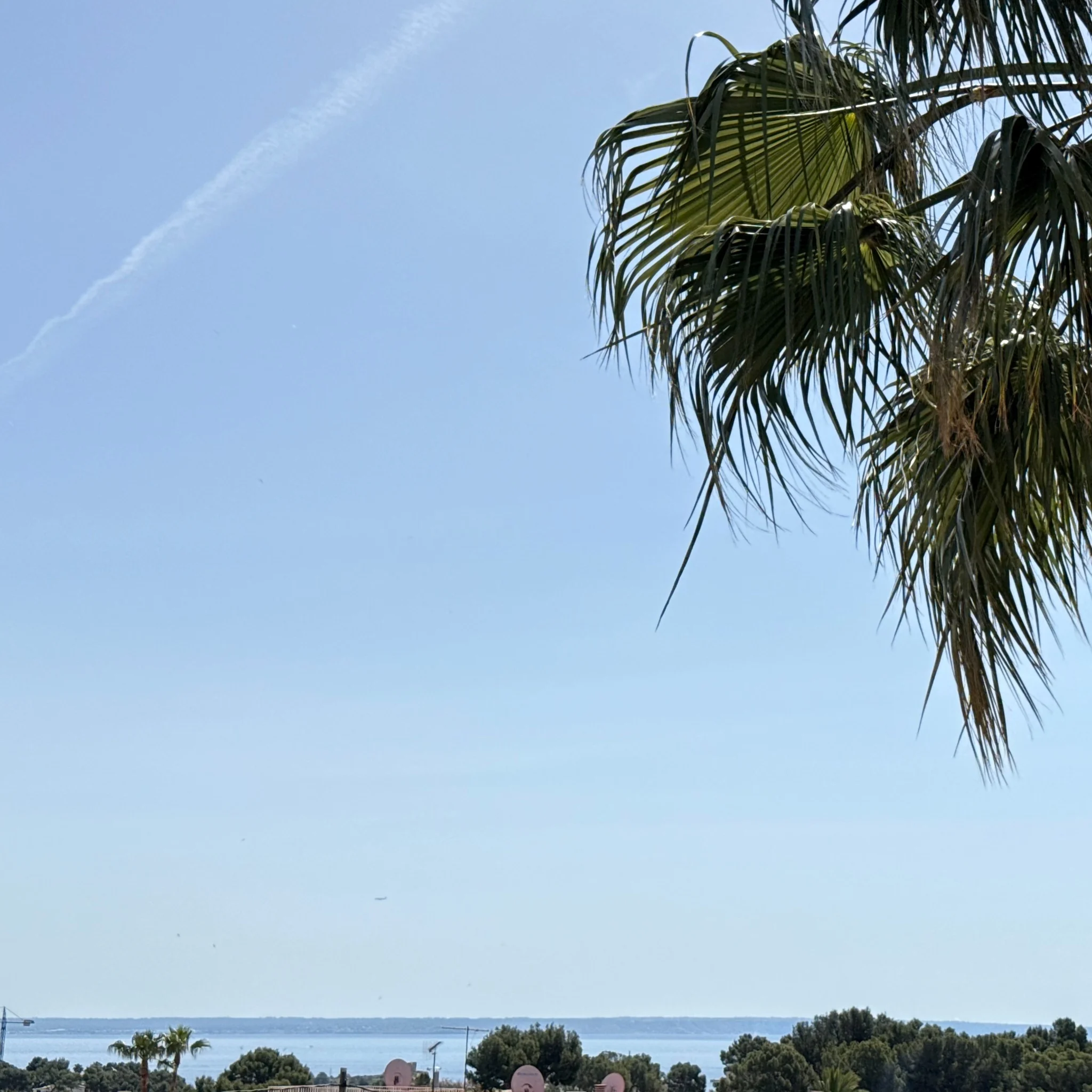 Sea view beyond palm trees and the neighborhood